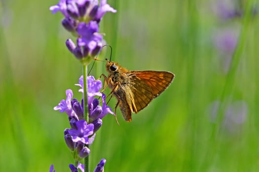 Butterflies (2)