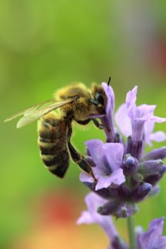 Honey bee on lavender