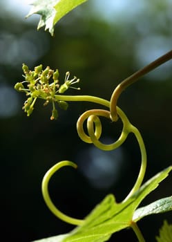 Grapevine