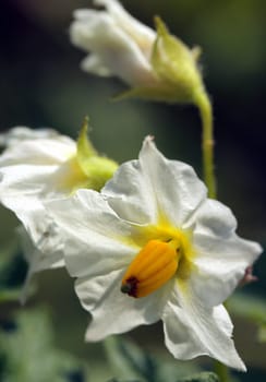 Potato blossom