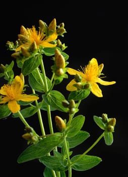 St. John's wort