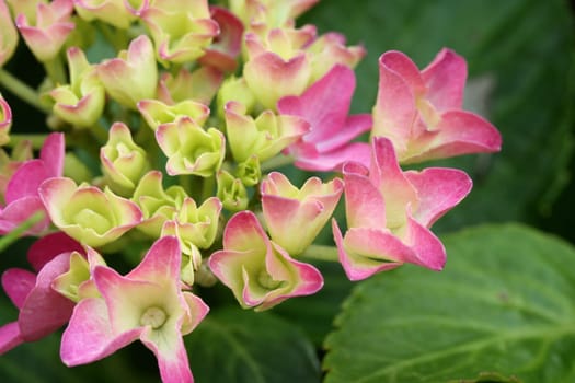 Hydrangea blossom