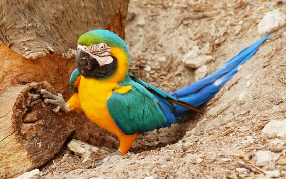 Someone defended his tree trunk mightily........!:-)