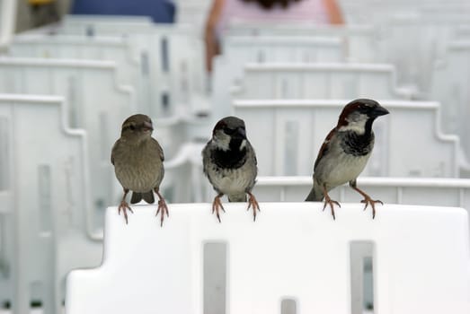 Three sparrows