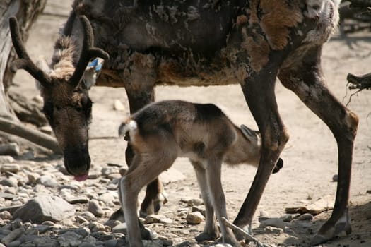 Reindeer