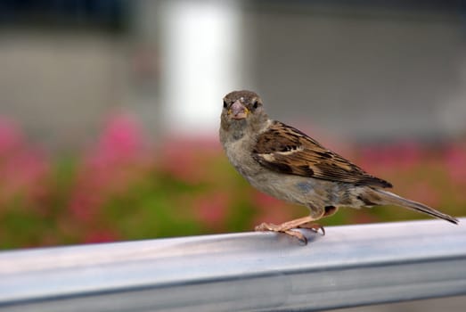 A sparrow up close