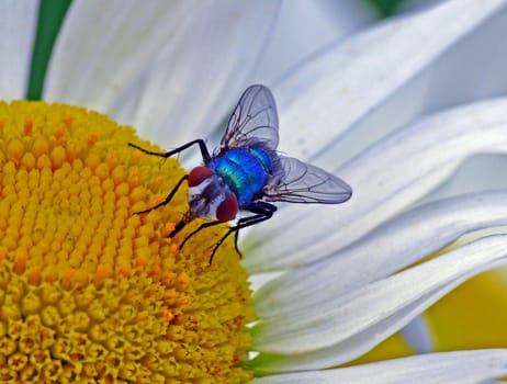 Goldfly (Lucilia sericata) nectar-sucking on a daisy (Leucanthemum vulgare)