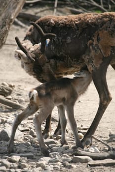 Reindeer