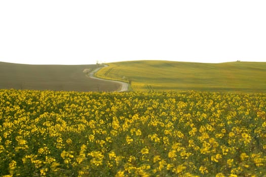 Road and rapeseed field in backlight