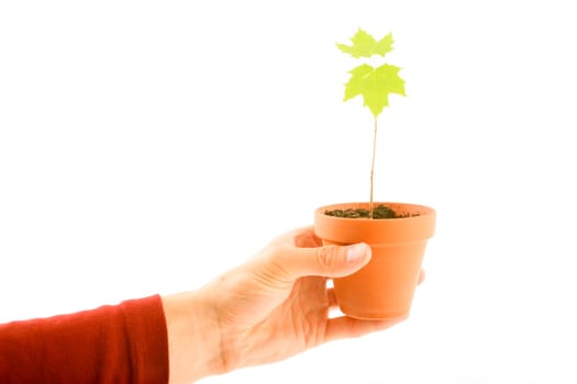 Flowerpot with maple tree