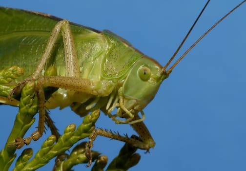 Heugümper II