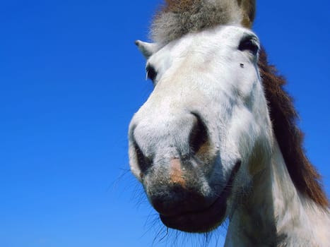 Horse with guest