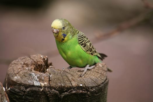 Budgerigar