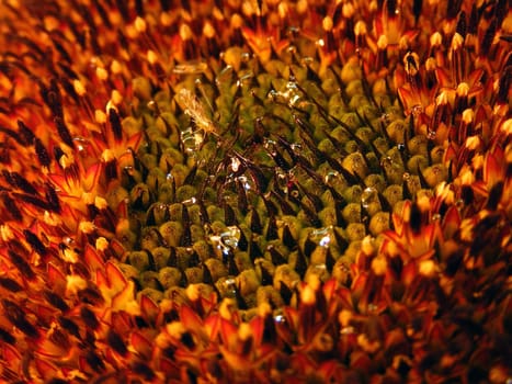 Sunflower,Detail