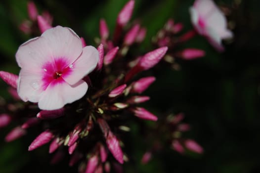 Phlox paniculata
