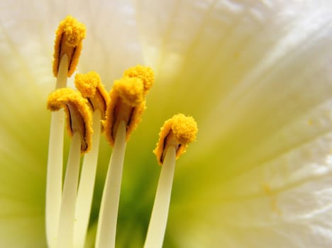 Pistils