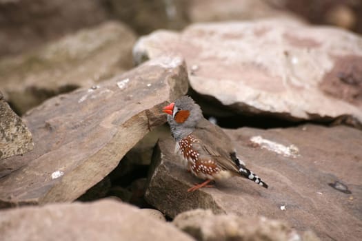 Taeniopygia guttata