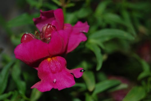 Snapdragon - Antirrhiunum majus