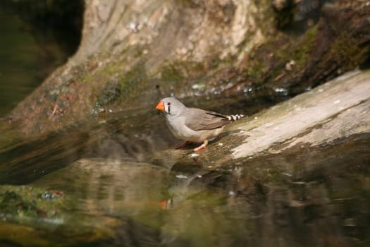 Taeniopygia guttata