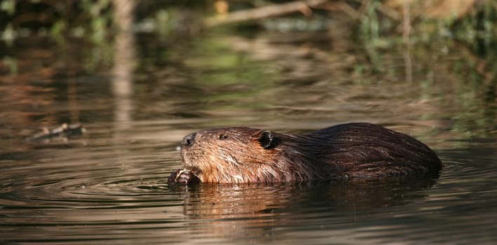 Canadian beaver (Castor canadensis)