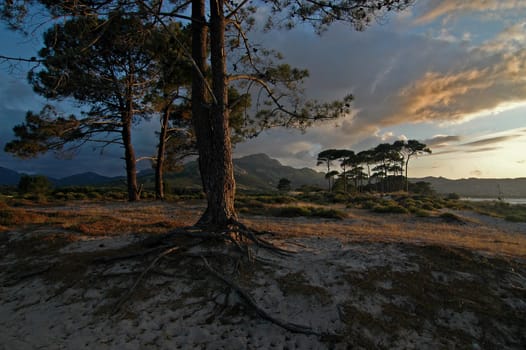 wild coast