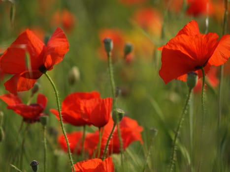 Poppy field