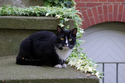 Black Cat