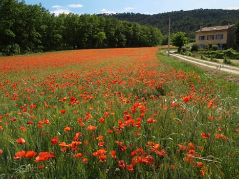 Poppy field in Provence