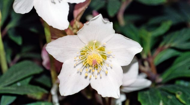 Snow rose in spring
