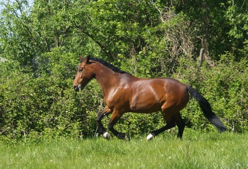 Trotting mare at a gallop