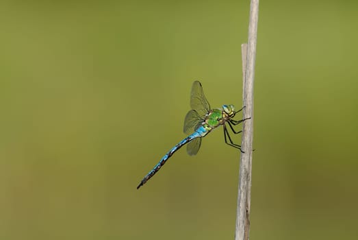Blue-green mosaic maiden
