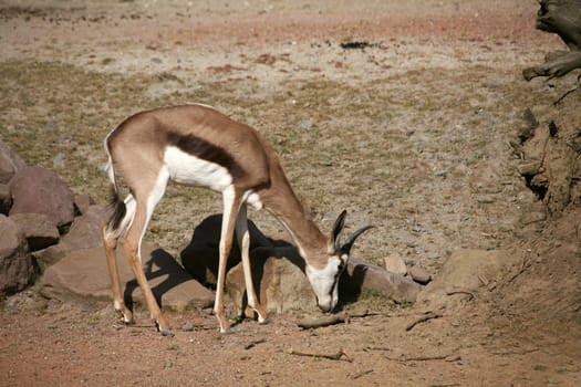 Springbok