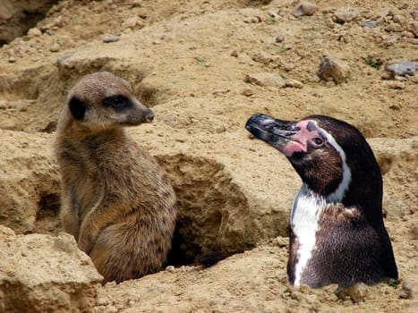 Surprise