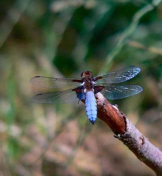 Broad-bodied chaser