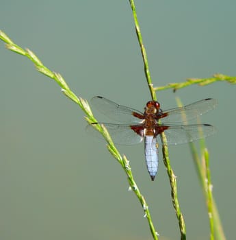 Libellula depressa