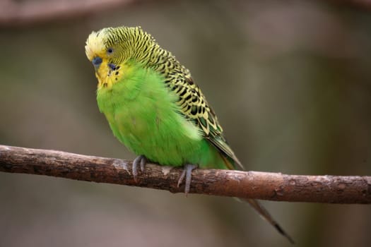 Melopsittacus undulatus
