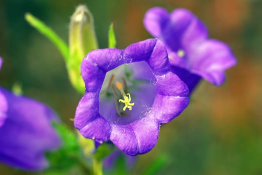 Bellflower