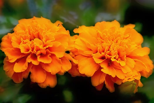 Tagetes