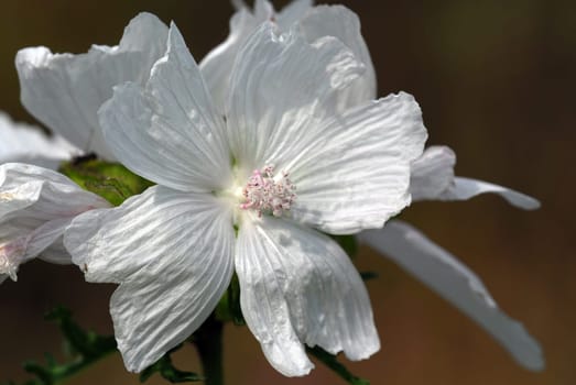 white mallow