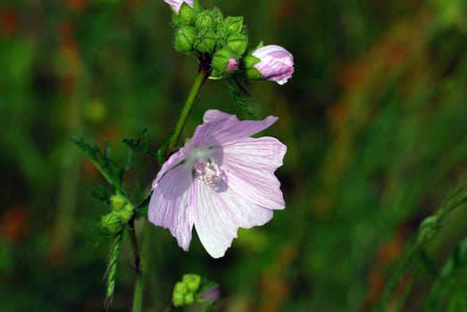 Malva moschata