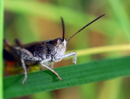 Grasshopper