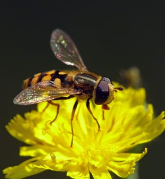 Hoverfly on Florentine hawkweed (Hieracium piloselloides)
