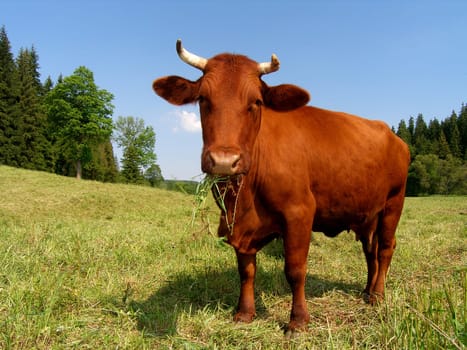 In the High Harz you can still see the rare,endangered breed of domestic animal - Red Mountain Cattle - " Harzer Schlag "". Fortunately,there are still farmers who breed this species in the Harz Mountains and Bavaria."