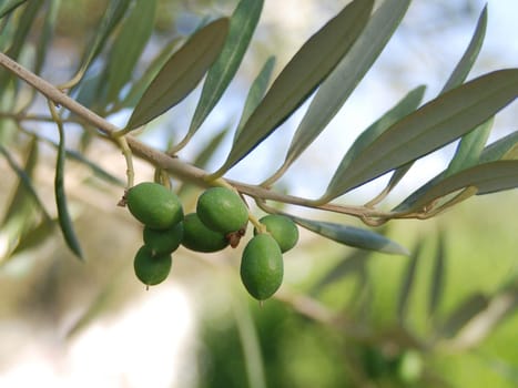 Olive tree