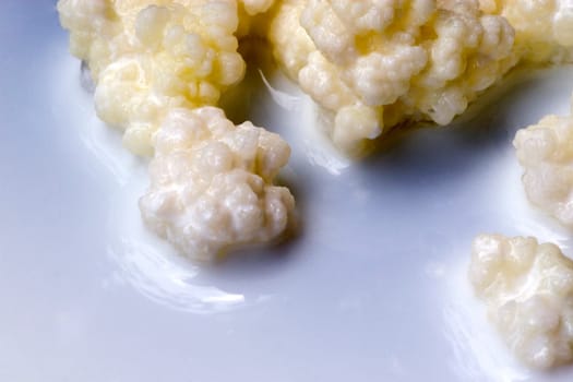 Kefir fungus