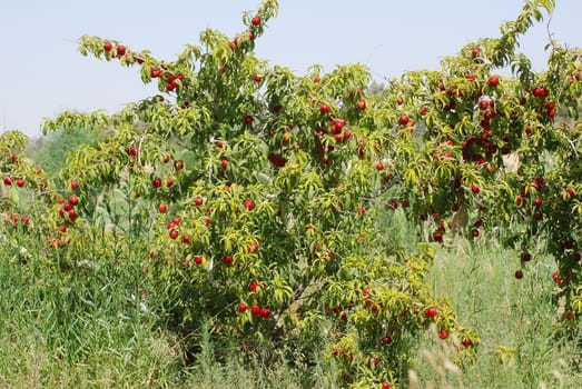 Nectarine tree