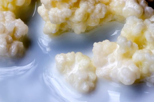 Kefir fungus