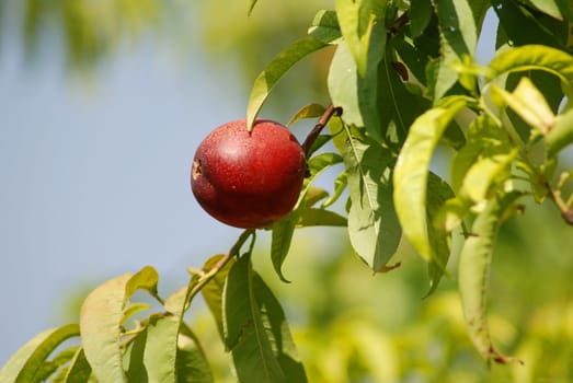 Nectarine tree