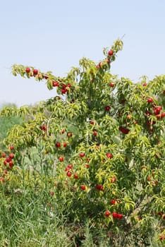 Nectarine tree