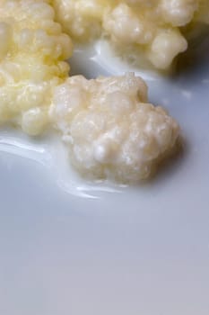 Kefir fungus